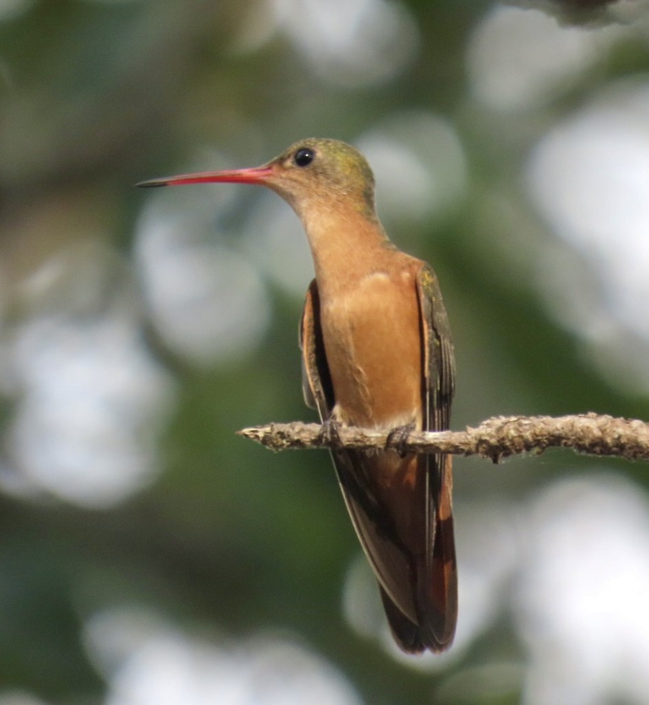 kolibřík ryšavý - ML617892106