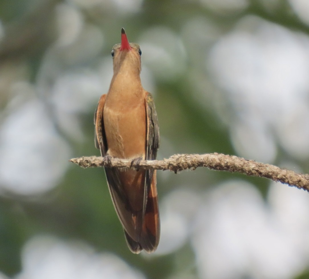 kolibřík ryšavý - ML617892107