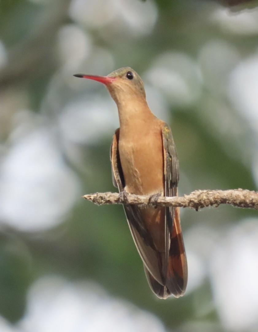 kolibřík ryšavý - ML617892108