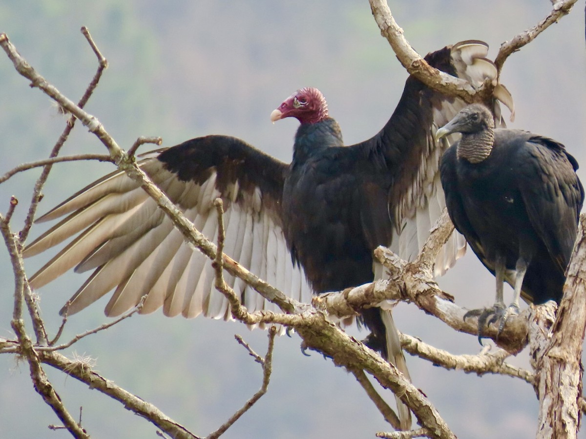 Turkey Vulture - ML617892119