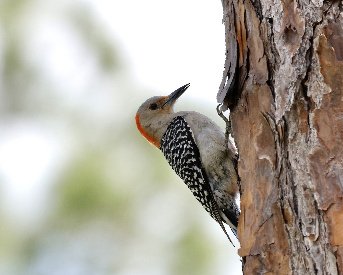 Red-bellied Woodpecker - ML617892177