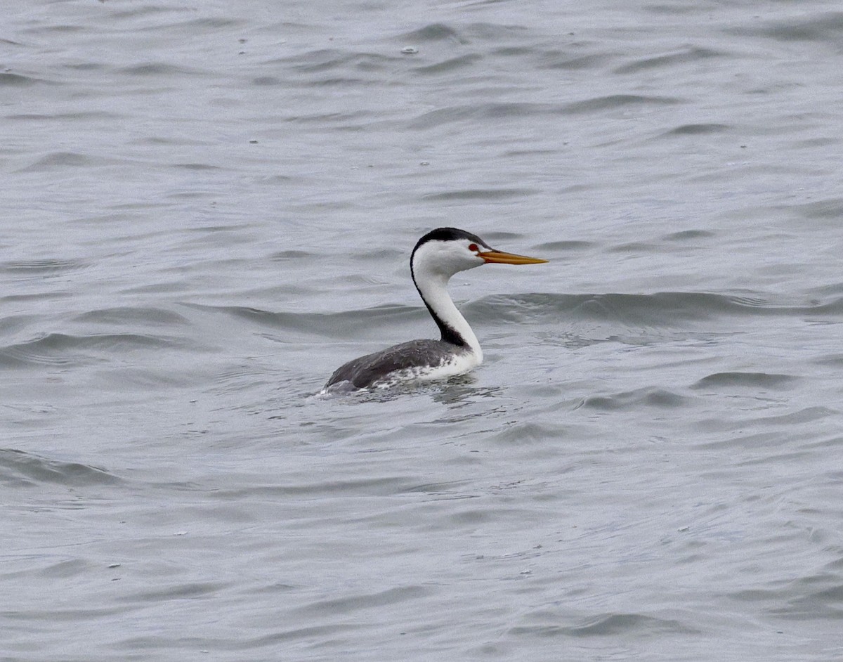 Clark's Grebe - ML617892182