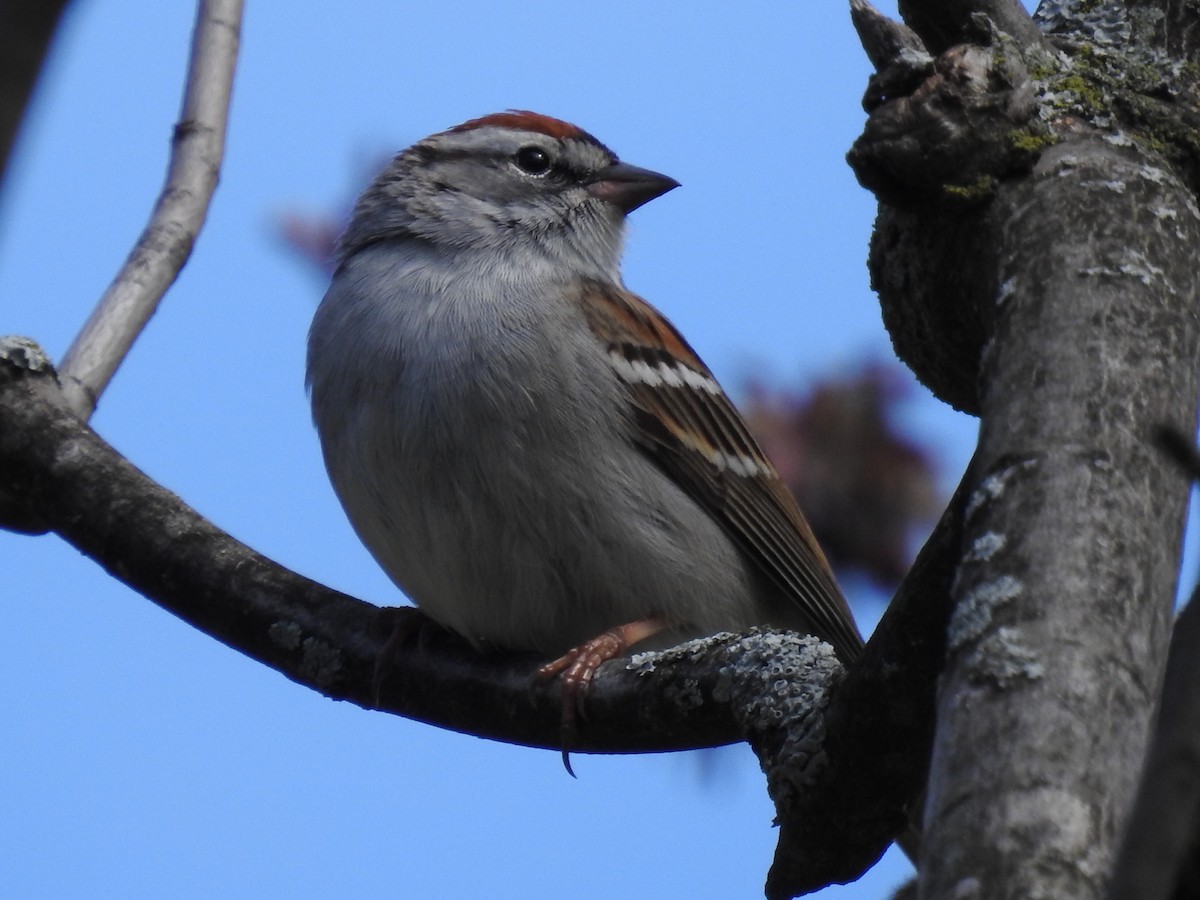 Chipping Sparrow - ML617892214