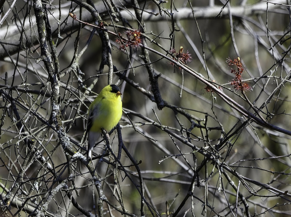 American Goldfinch - ML617892250