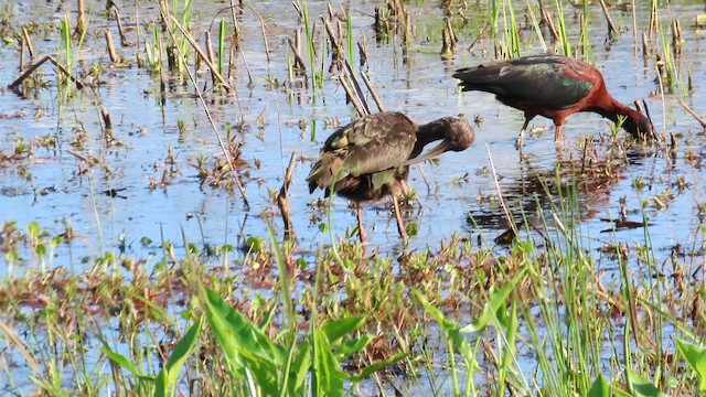 White-faced Ibis - ML617892277