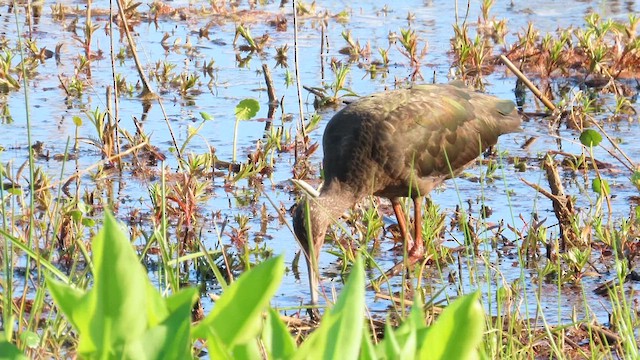 White-faced Ibis - ML617892279