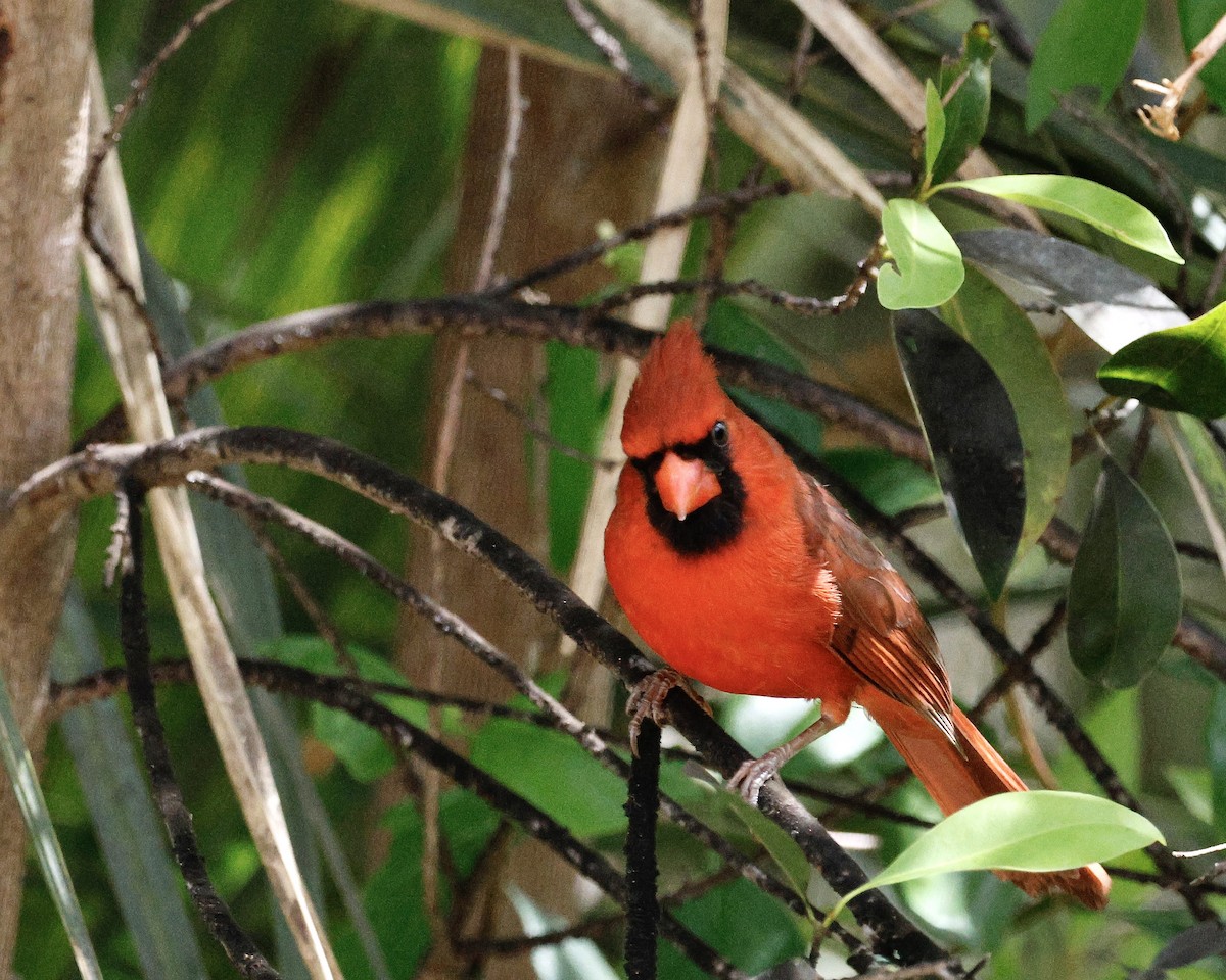 Northern Cardinal - ML617892295