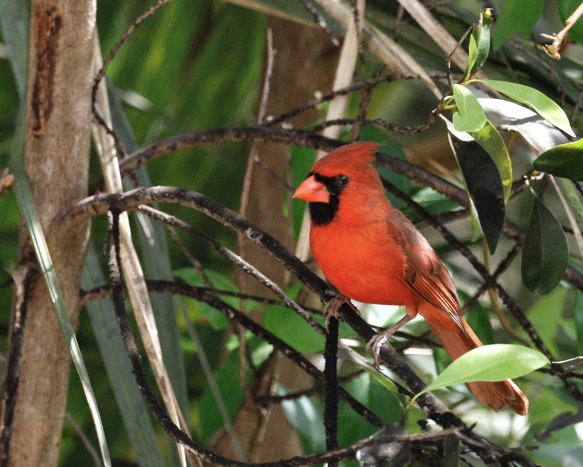 Northern Cardinal - ML617892298