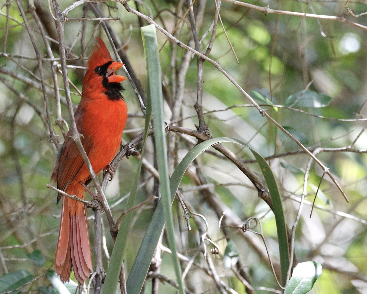 Cardinal rouge - ML617892299