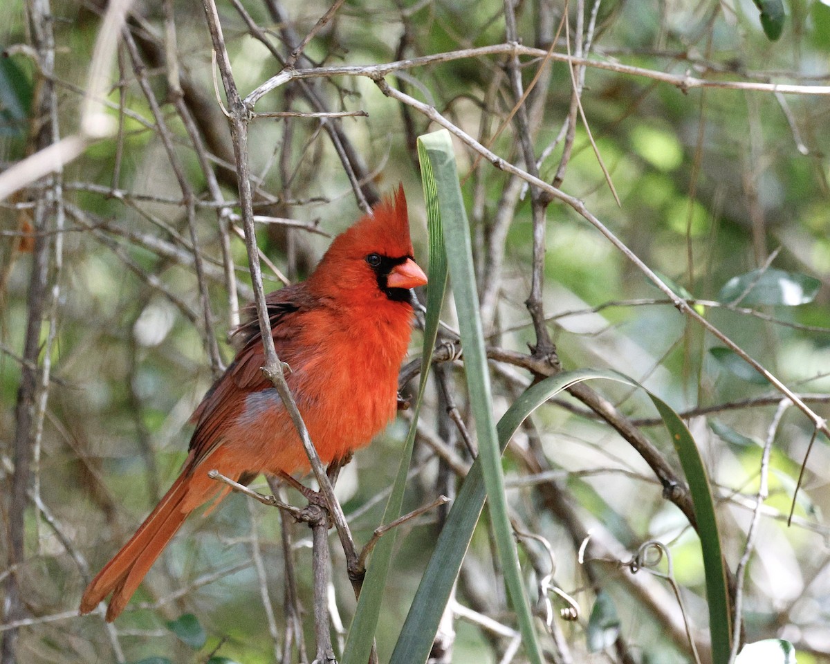 Cardinal rouge - ML617892300