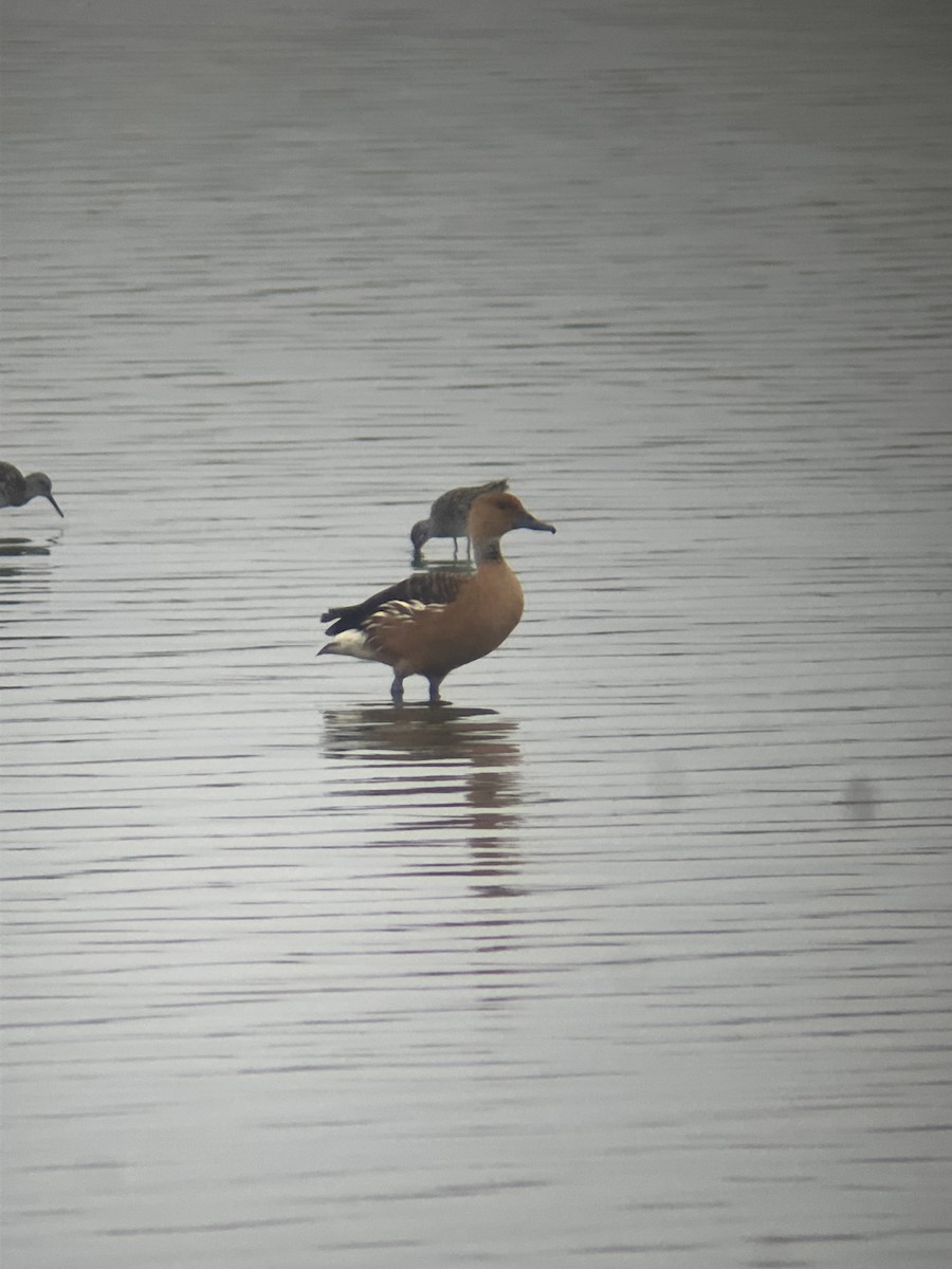 Fulvous Whistling-Duck - ML617892328