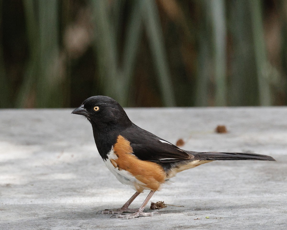 Eastern Towhee - ML617892386