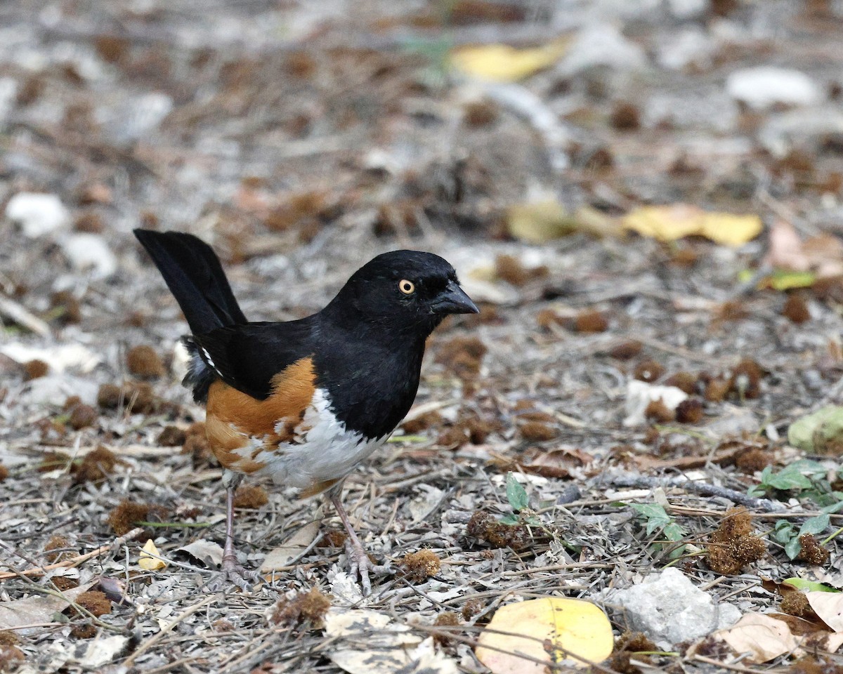 Eastern Towhee - ML617892387