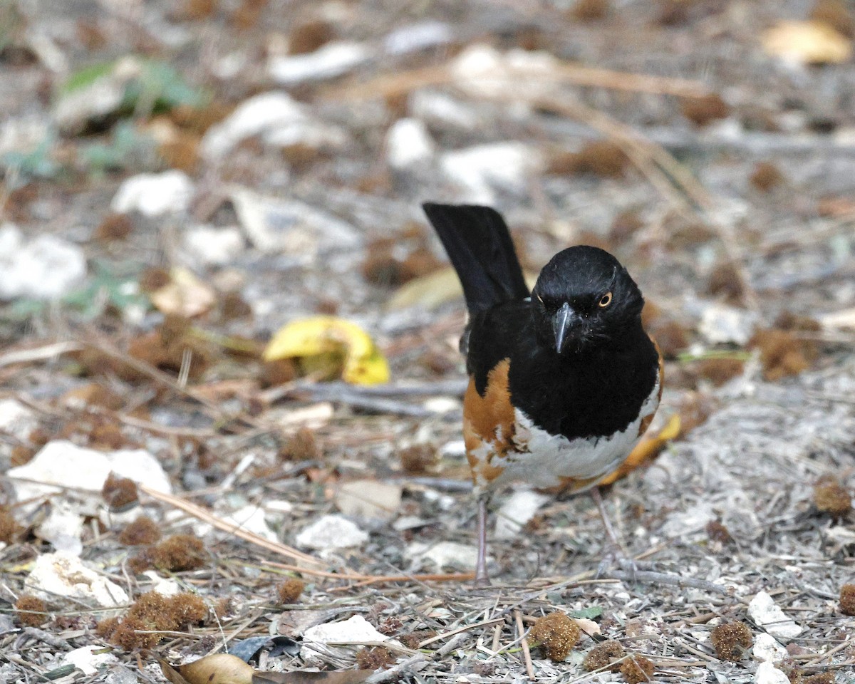 Eastern Towhee - ML617892388