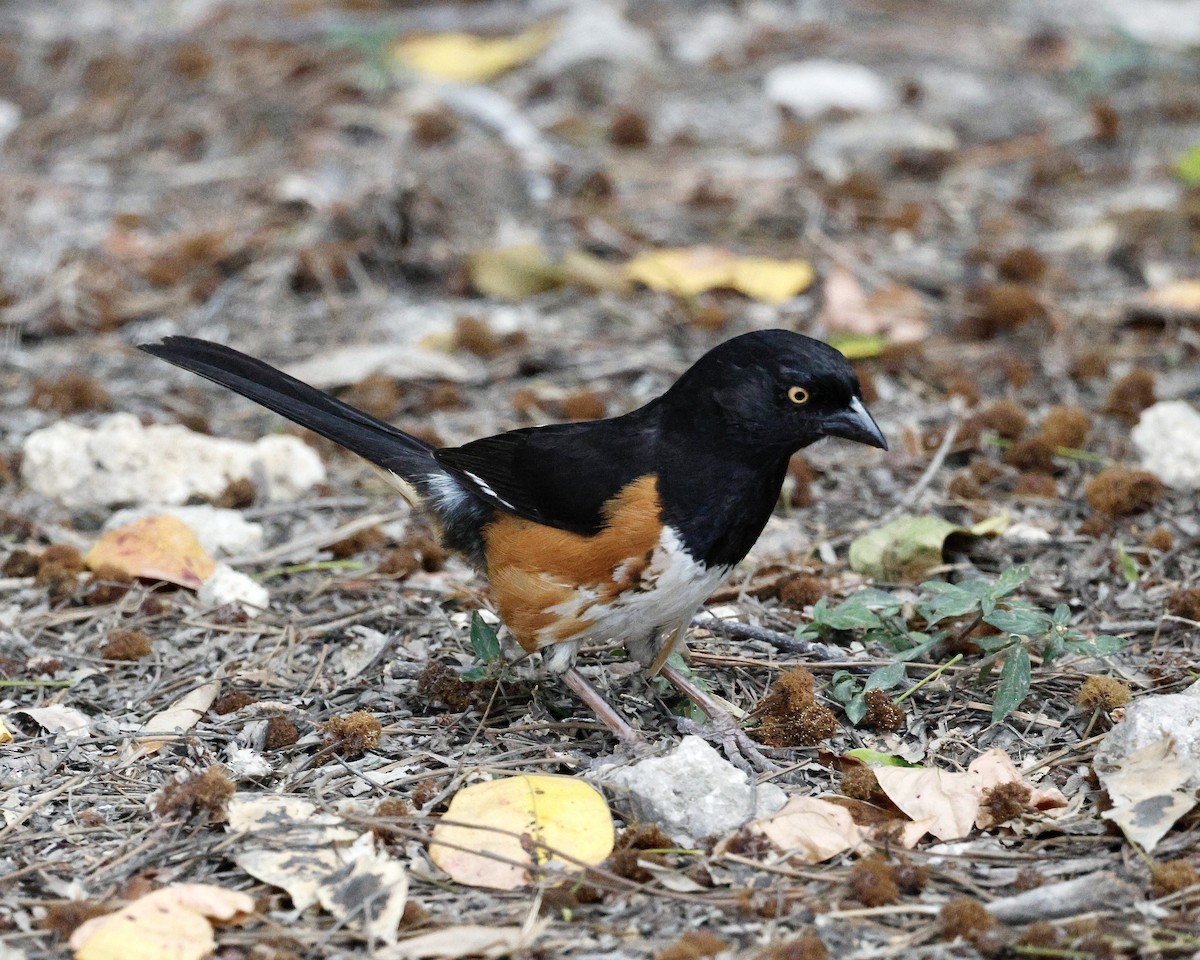 Eastern Towhee - ML617892389