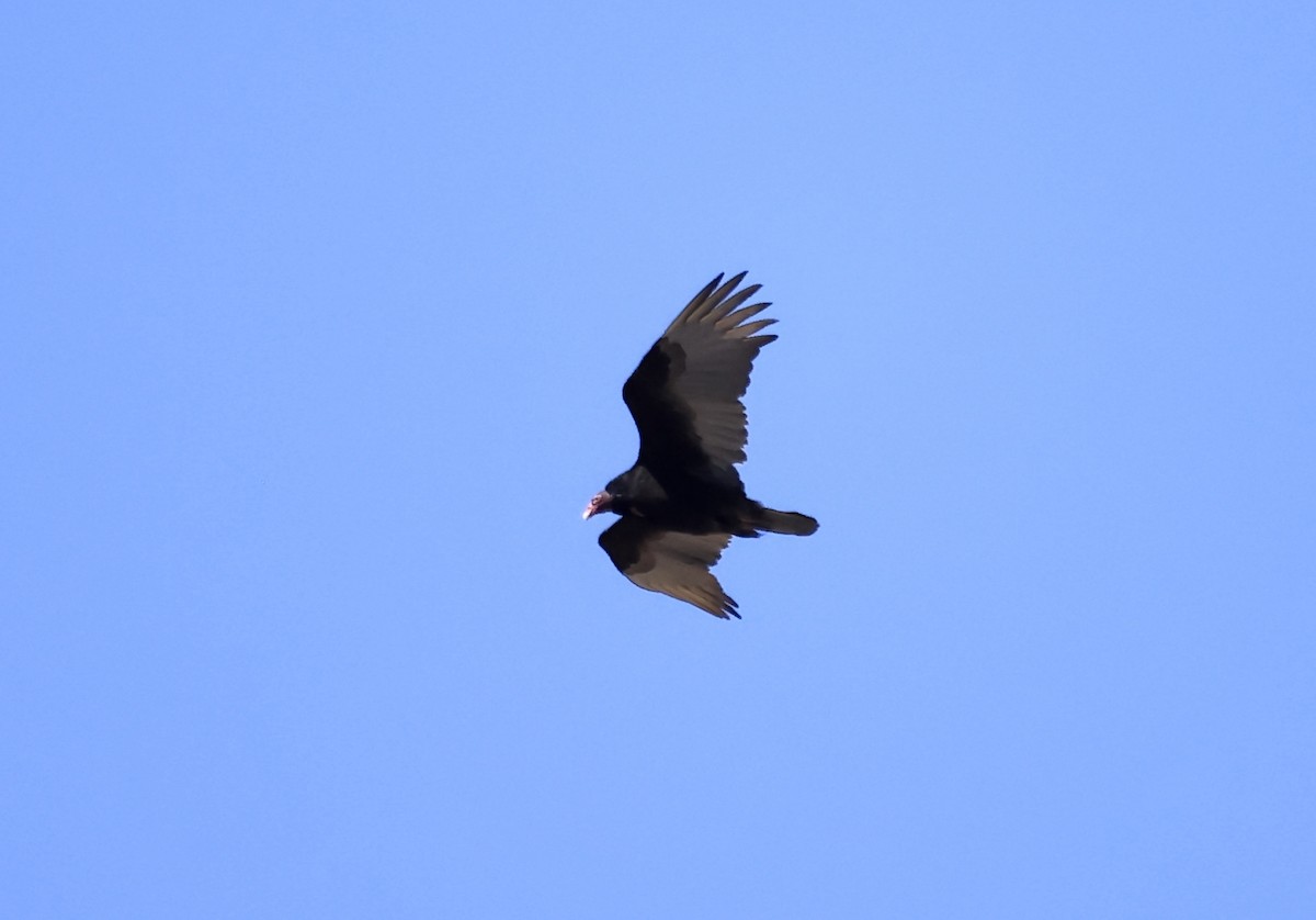 Turkey Vulture - ML617892415