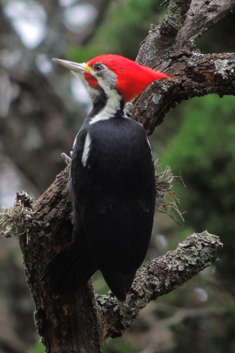 Black-bodied Woodpecker - Martin Lopez
