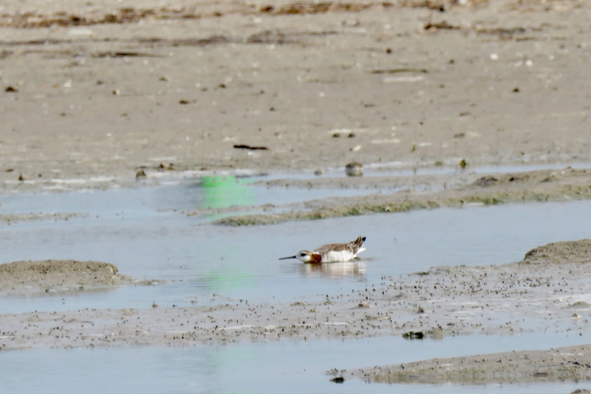 Phalarope de Wilson - ML617892449