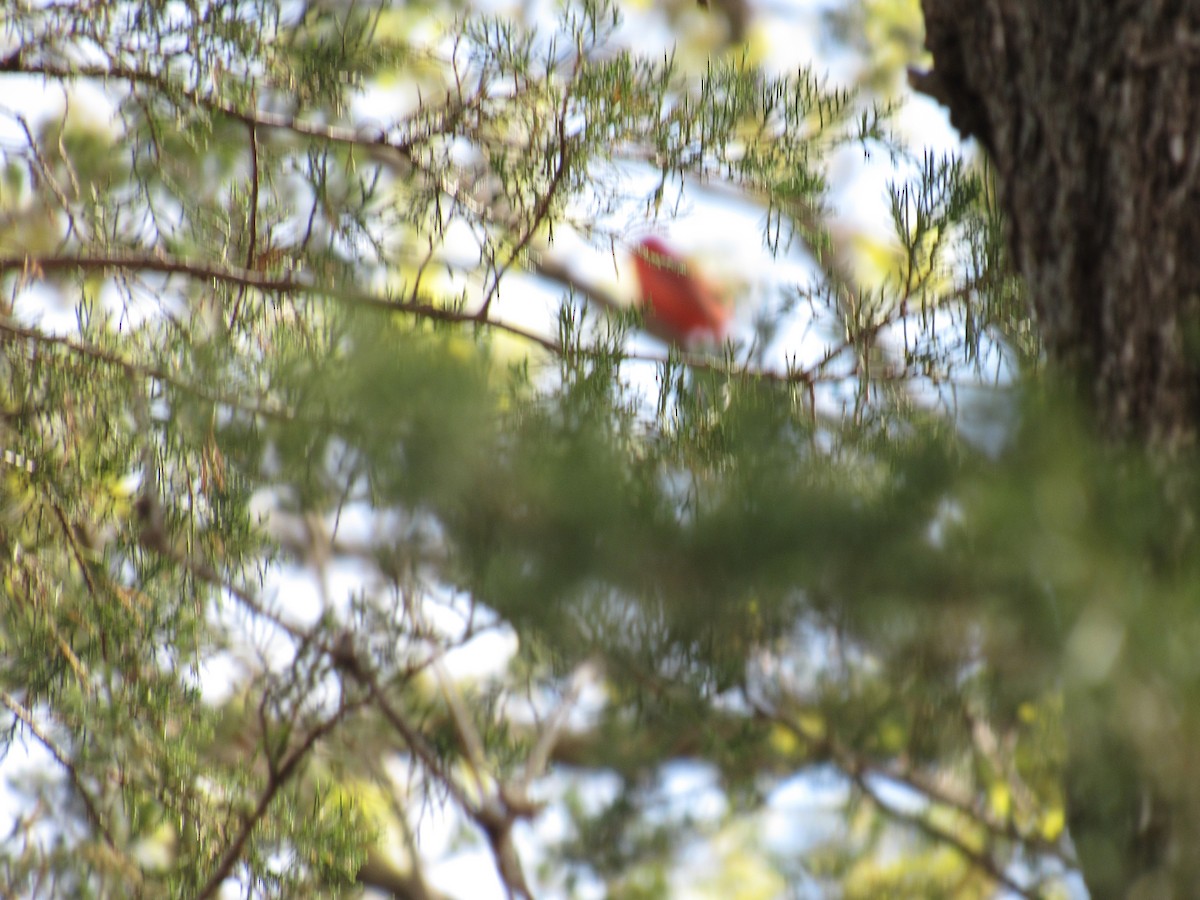 Summer Tanager - Joel Jorgensen