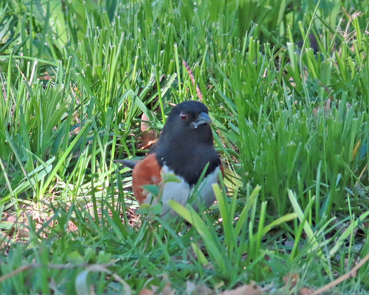 Eastern Towhee - ML617892469