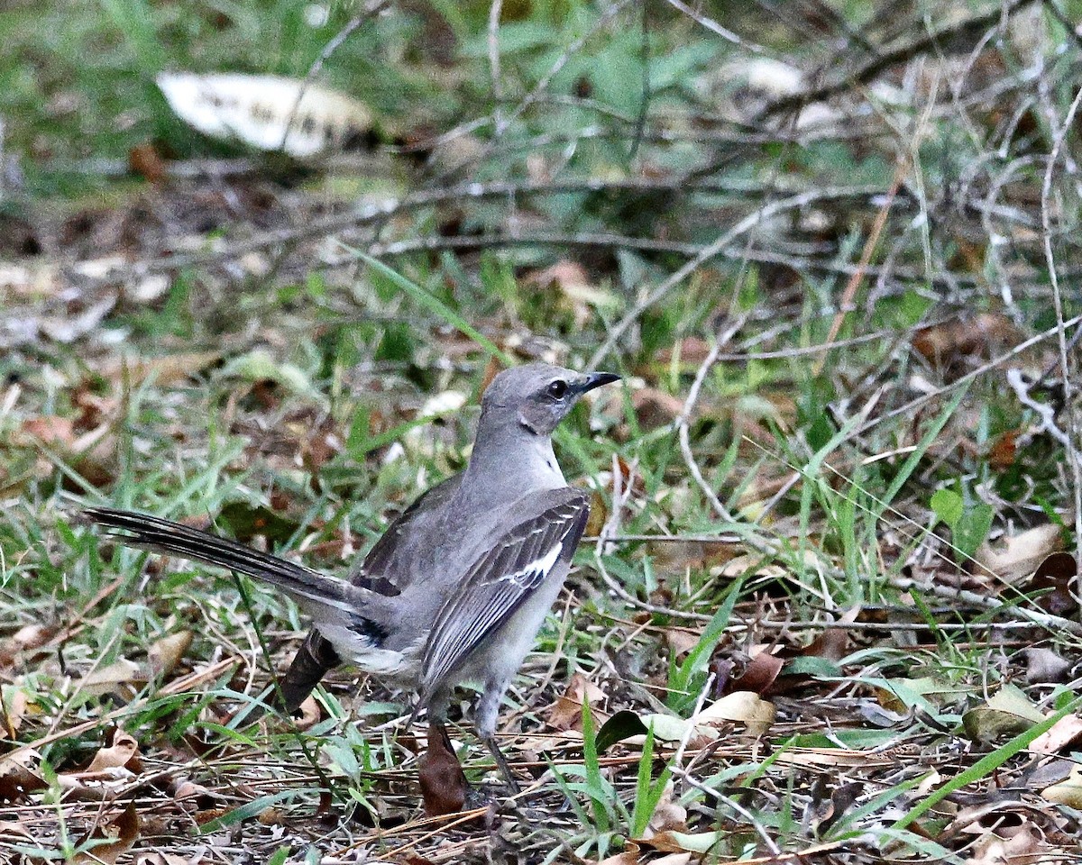 Northern Mockingbird - Cate Hopkinson