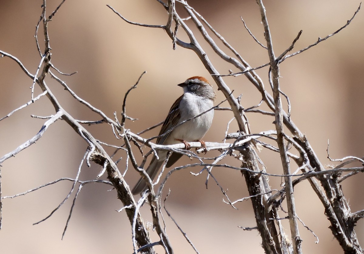 Chipping Sparrow - ML617892472