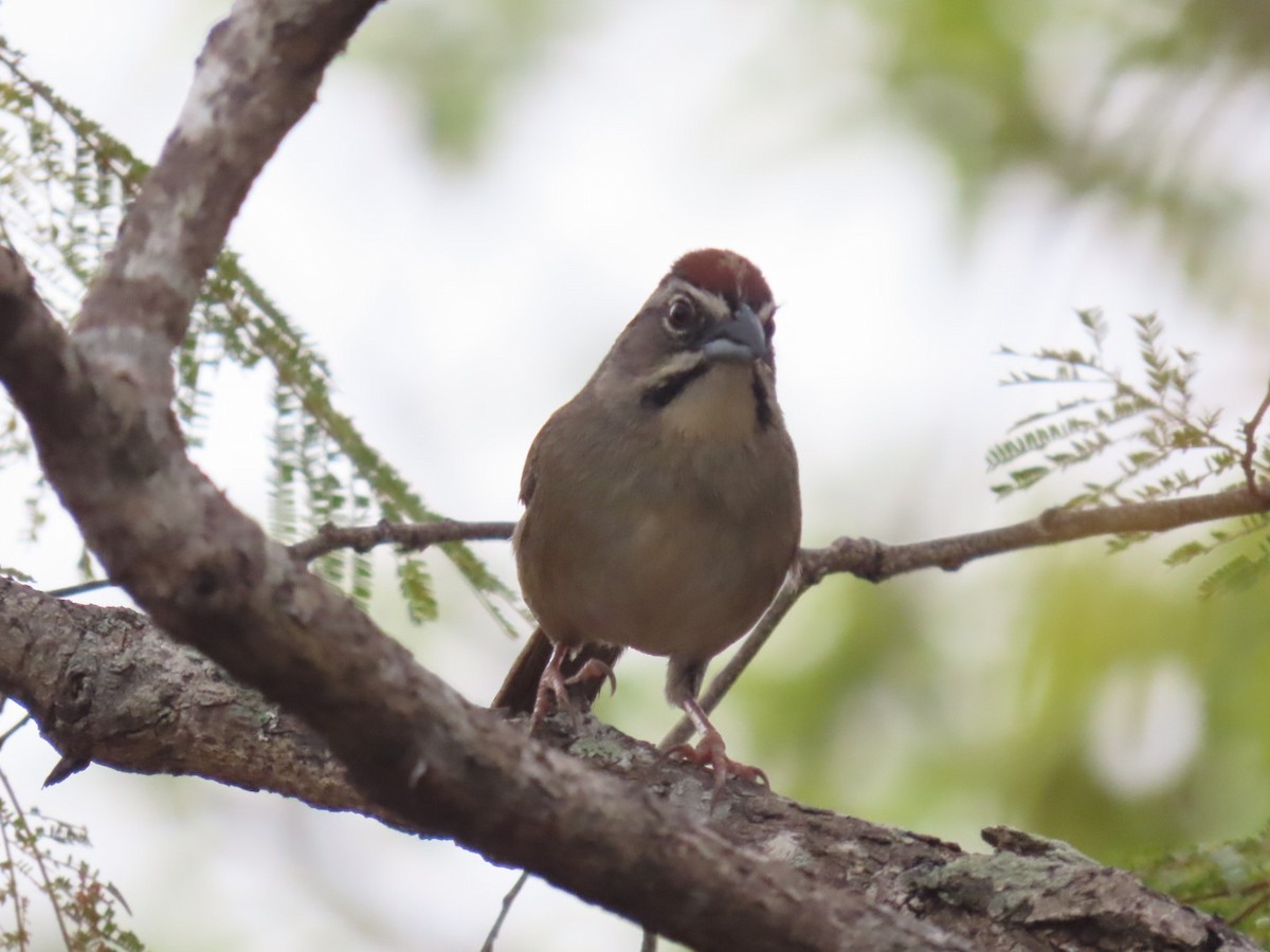 Rusty Sparrow - Carlos Sanguinetti