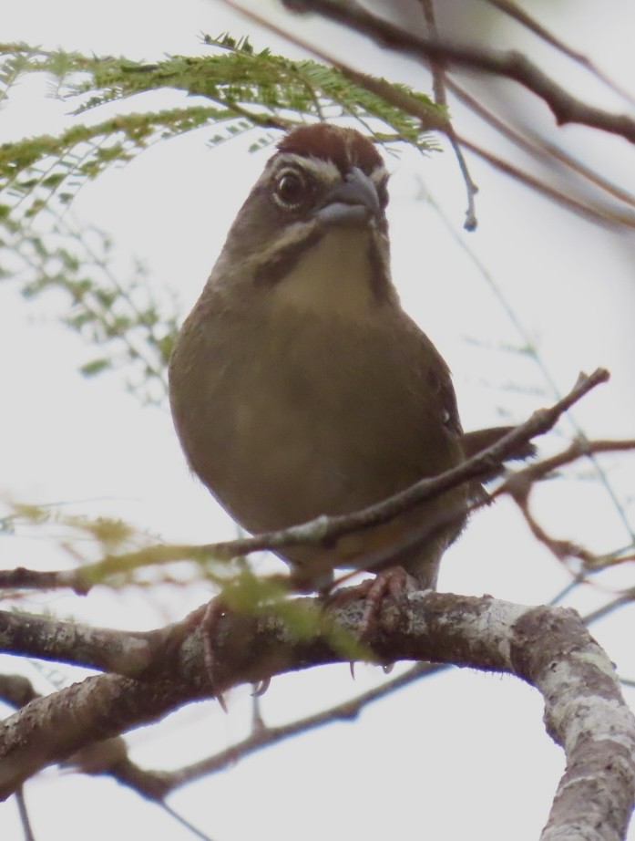 Rusty Sparrow - Carlos Sanguinetti