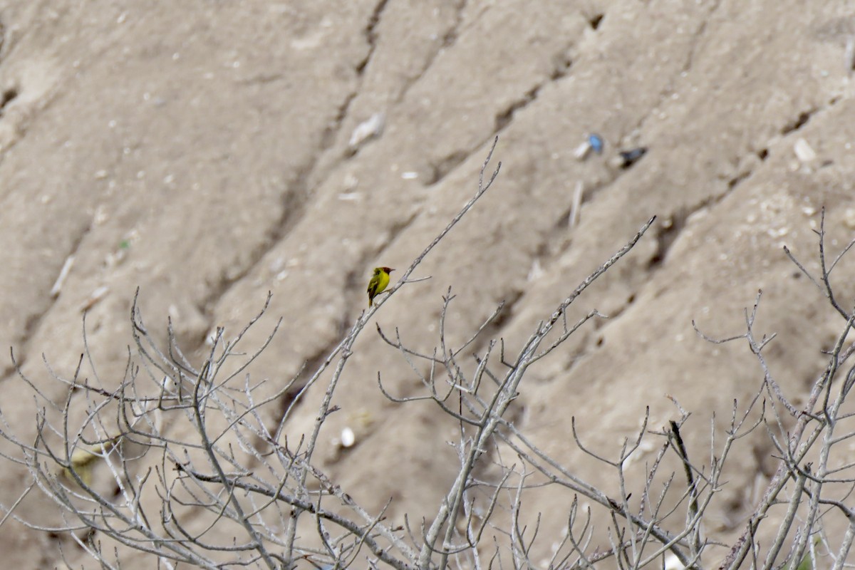 Yellow Warbler (Mangrove) - ML617892604
