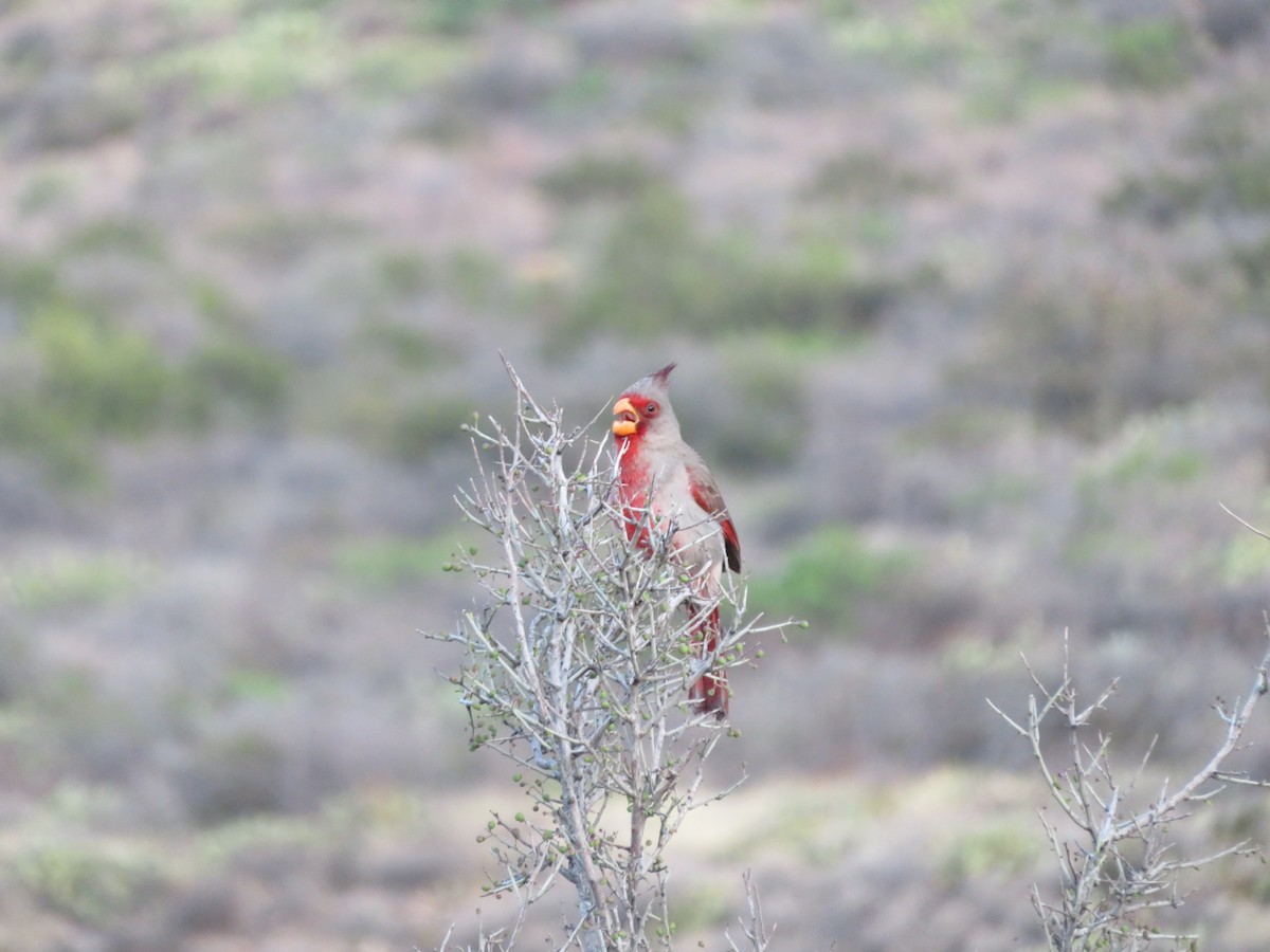 Pyrrhuloxia - ML617892610