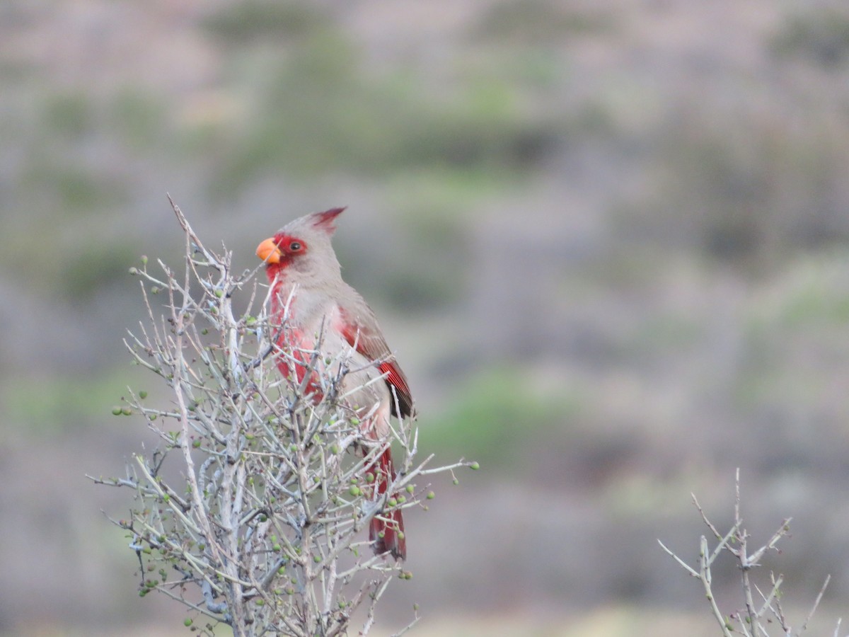Pyrrhuloxia - ML617892611