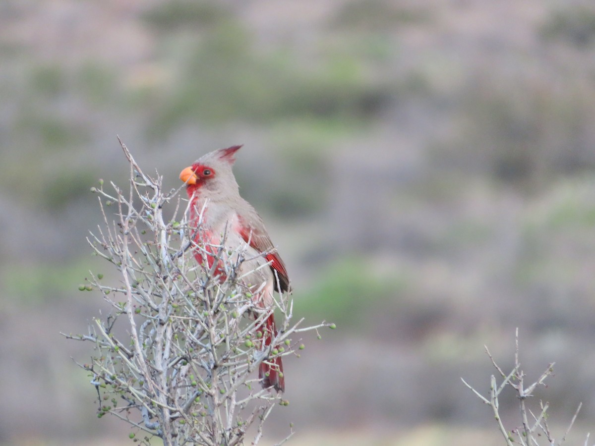 Pyrrhuloxia - ML617892611