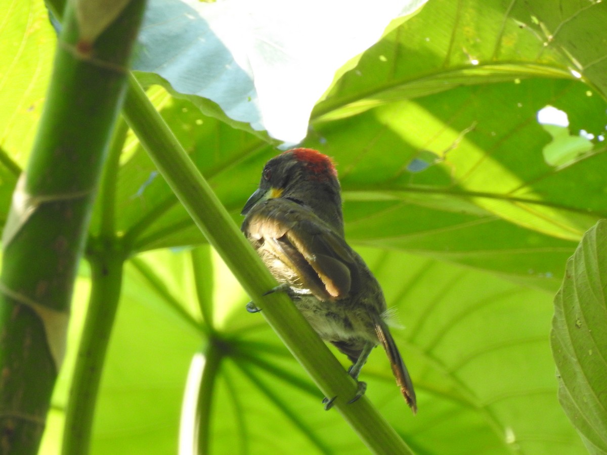 Scarlet-crowned Barbet - Yessenia Bardales