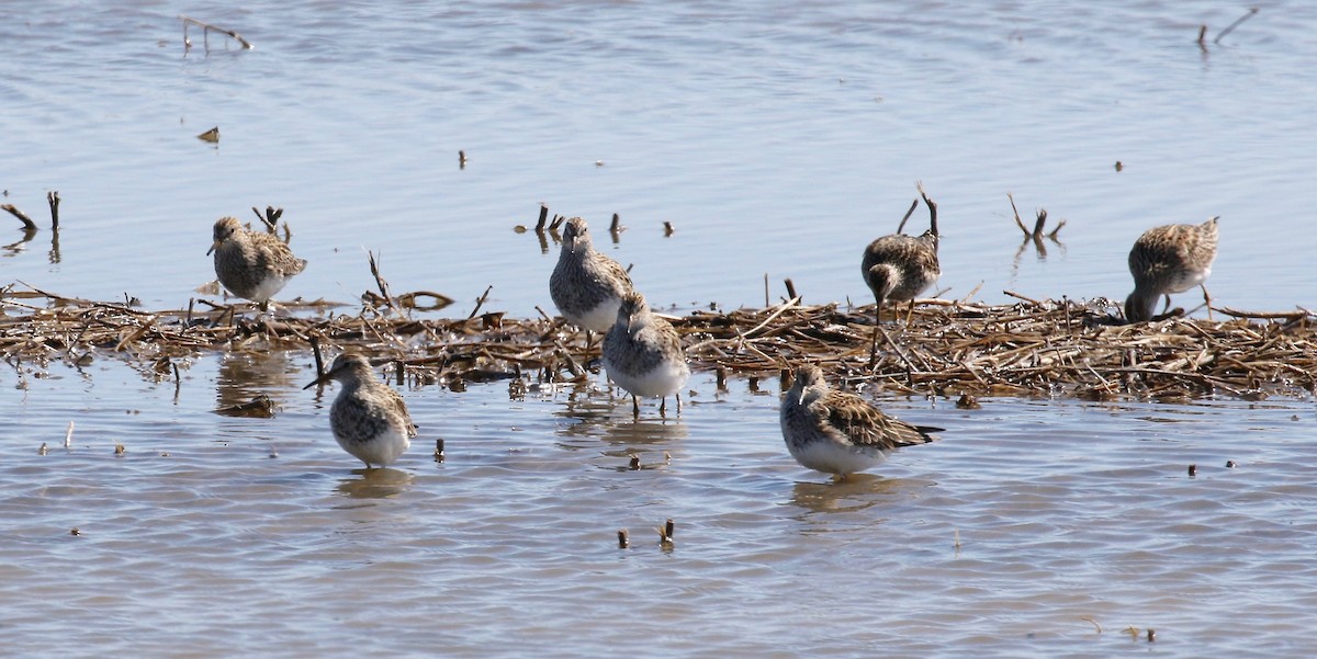 Graubrust-Strandläufer - ML617892680