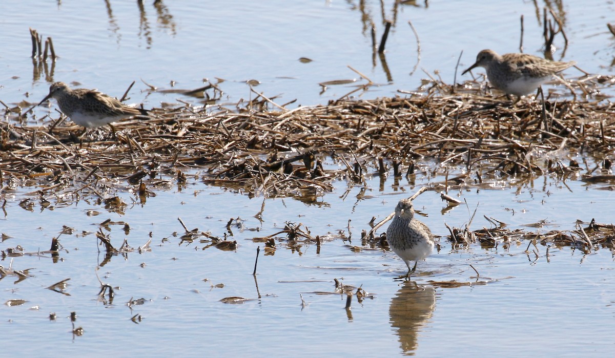 Pectoral Sandpiper - ML617892681