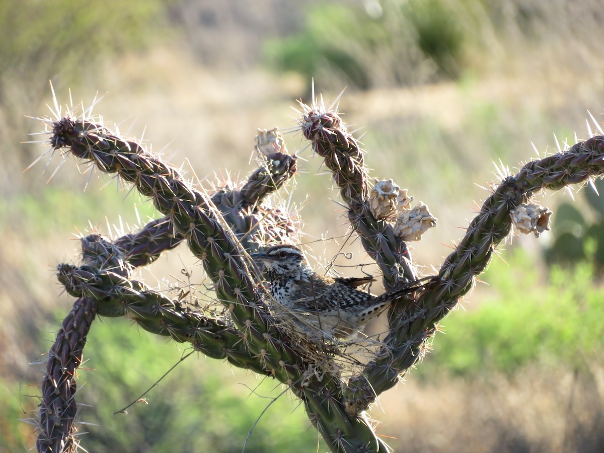 Cactus Wren - ML617892687