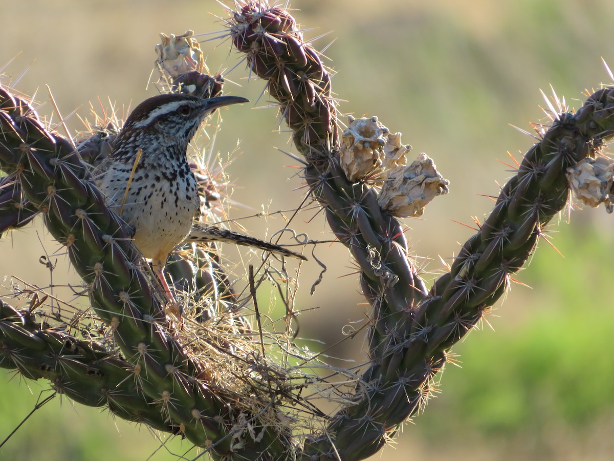 Cactus Wren - ML617892688