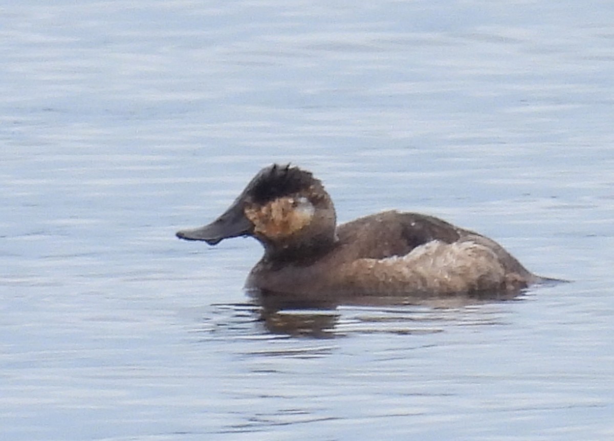 Ruddy Duck - ML617892691