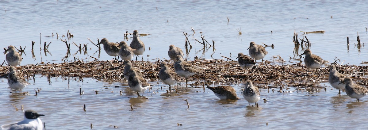 Graubrust-Strandläufer - ML617892699