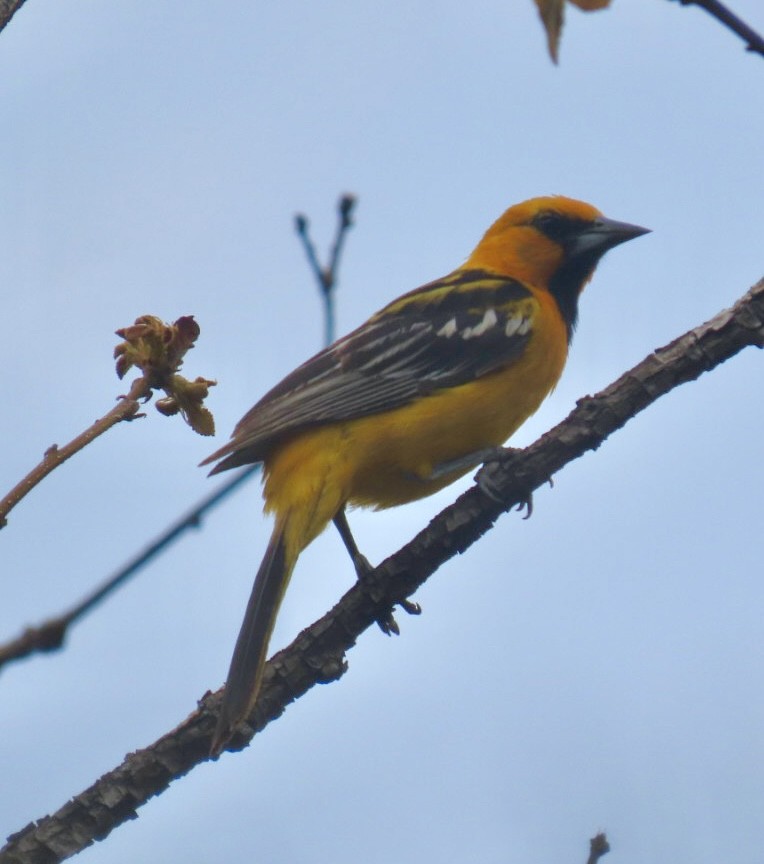 Streak-backed Oriole - ML617892750