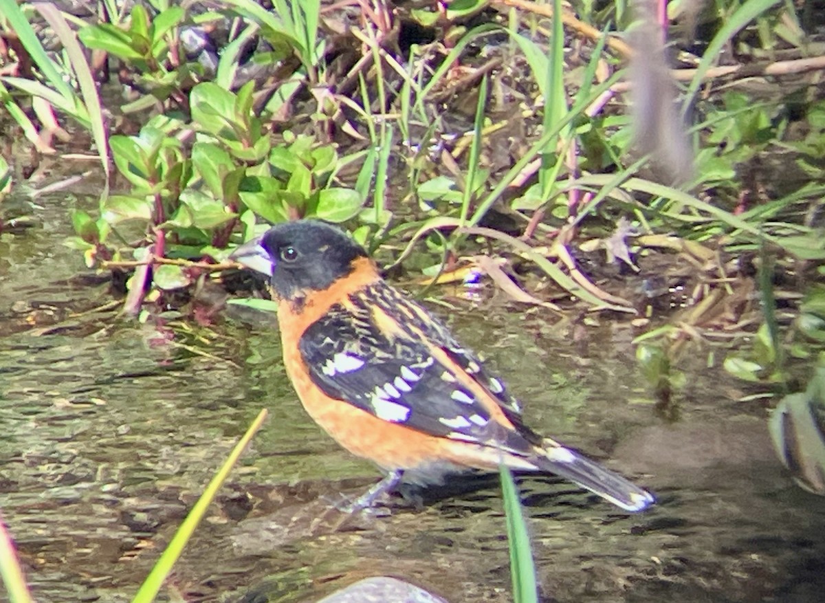 Black-headed Grosbeak - ML617892764