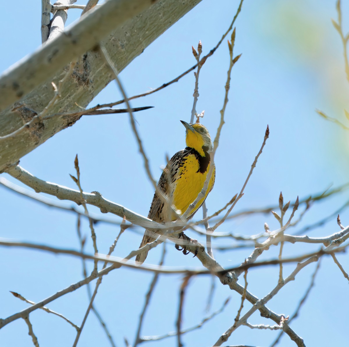 Western Meadowlark - ML617892773