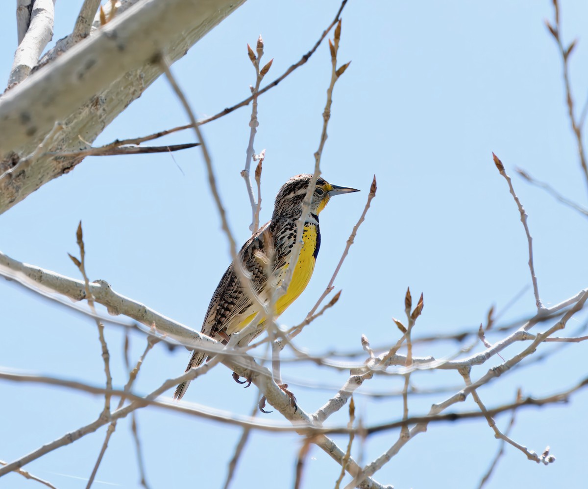 Western Meadowlark - ML617892774