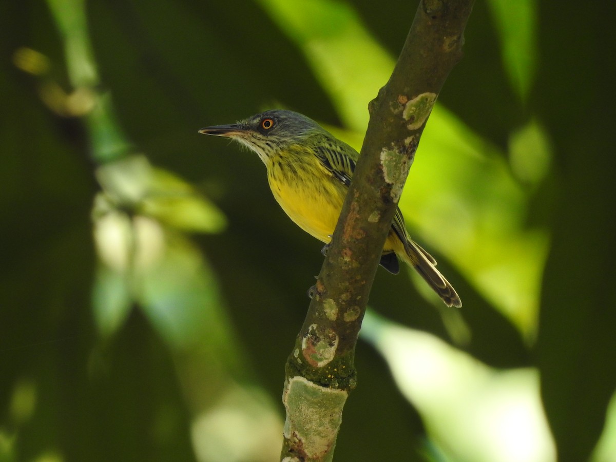 Spotted Tody-Flycatcher - Yessenia Bardales