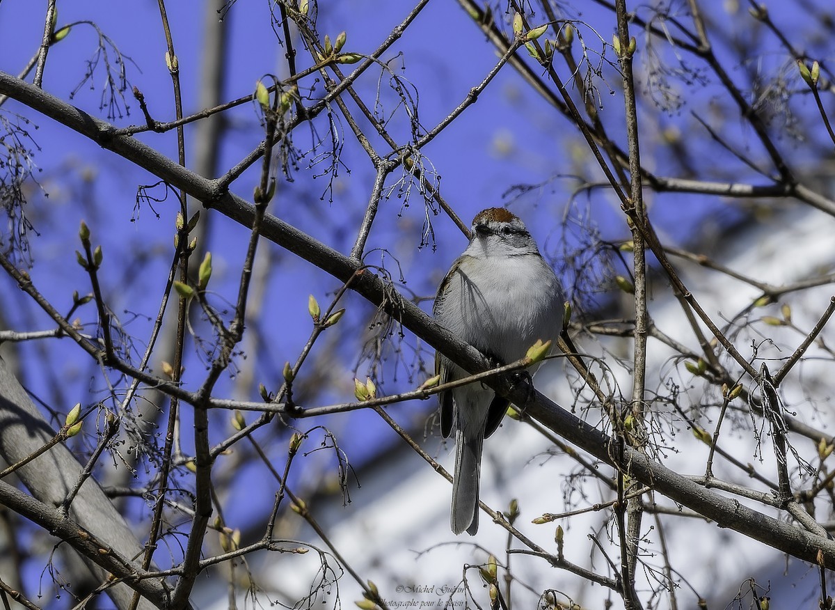 Chipping Sparrow - ML617892803