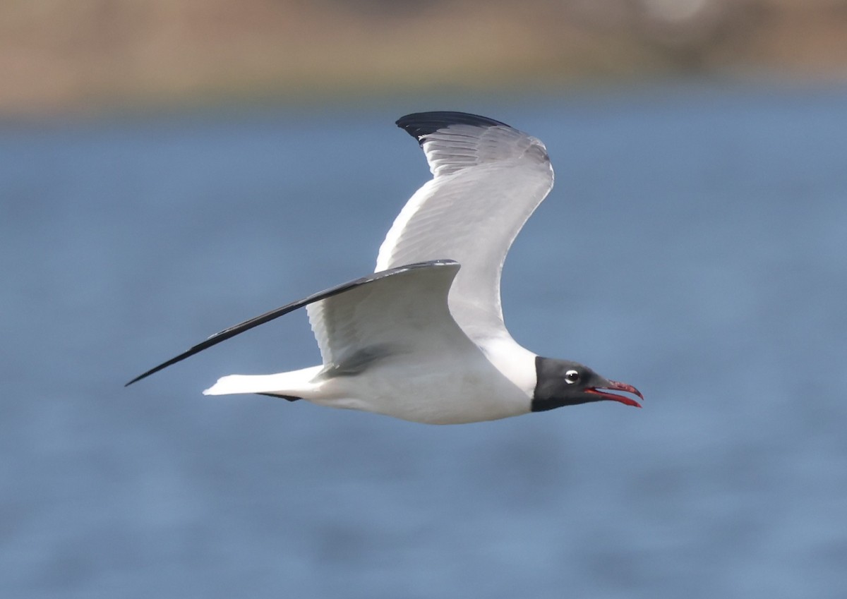 Laughing Gull - ML617892809