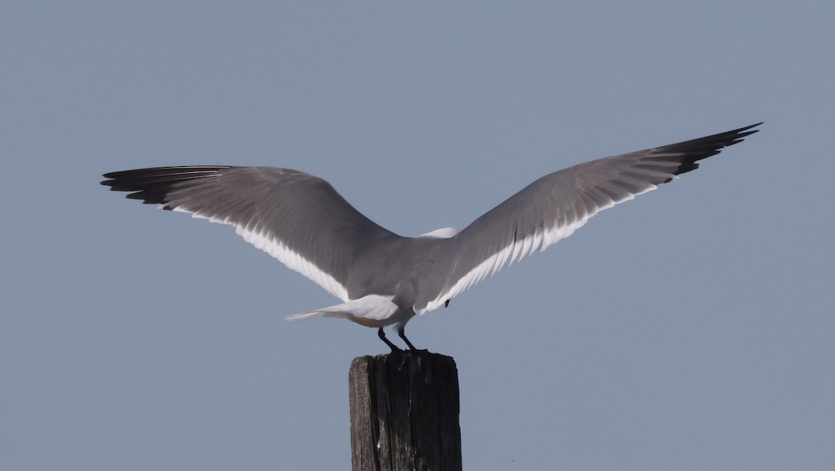 Laughing Gull - ML617892810