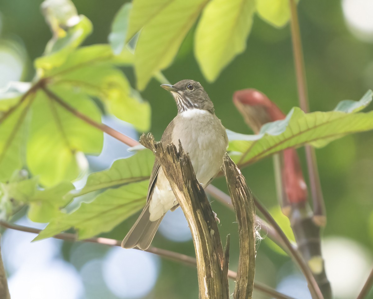 White-throated Thrush - ML617892817