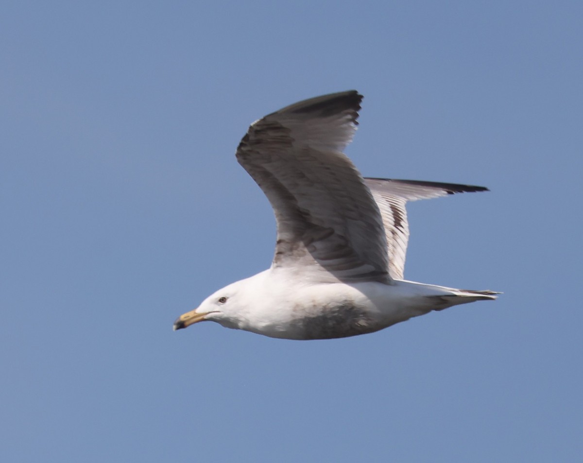 American Herring Gull - ML617892821