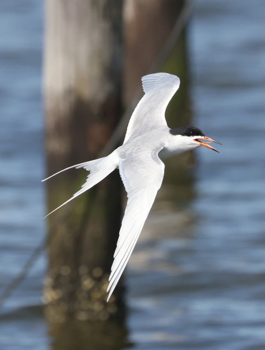 Forster's Tern - ML617892856